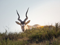 Antilope au Parc Souss-Massa