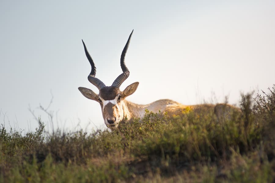 Antilope au Parc Souss-Massa