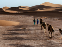 Chameaux dans le désert