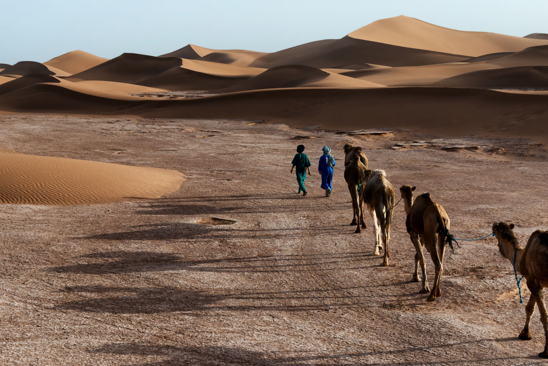 chameau-desert-maroc