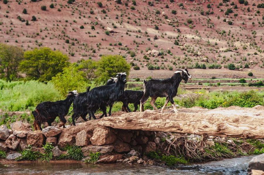 Chèvres de la vallée