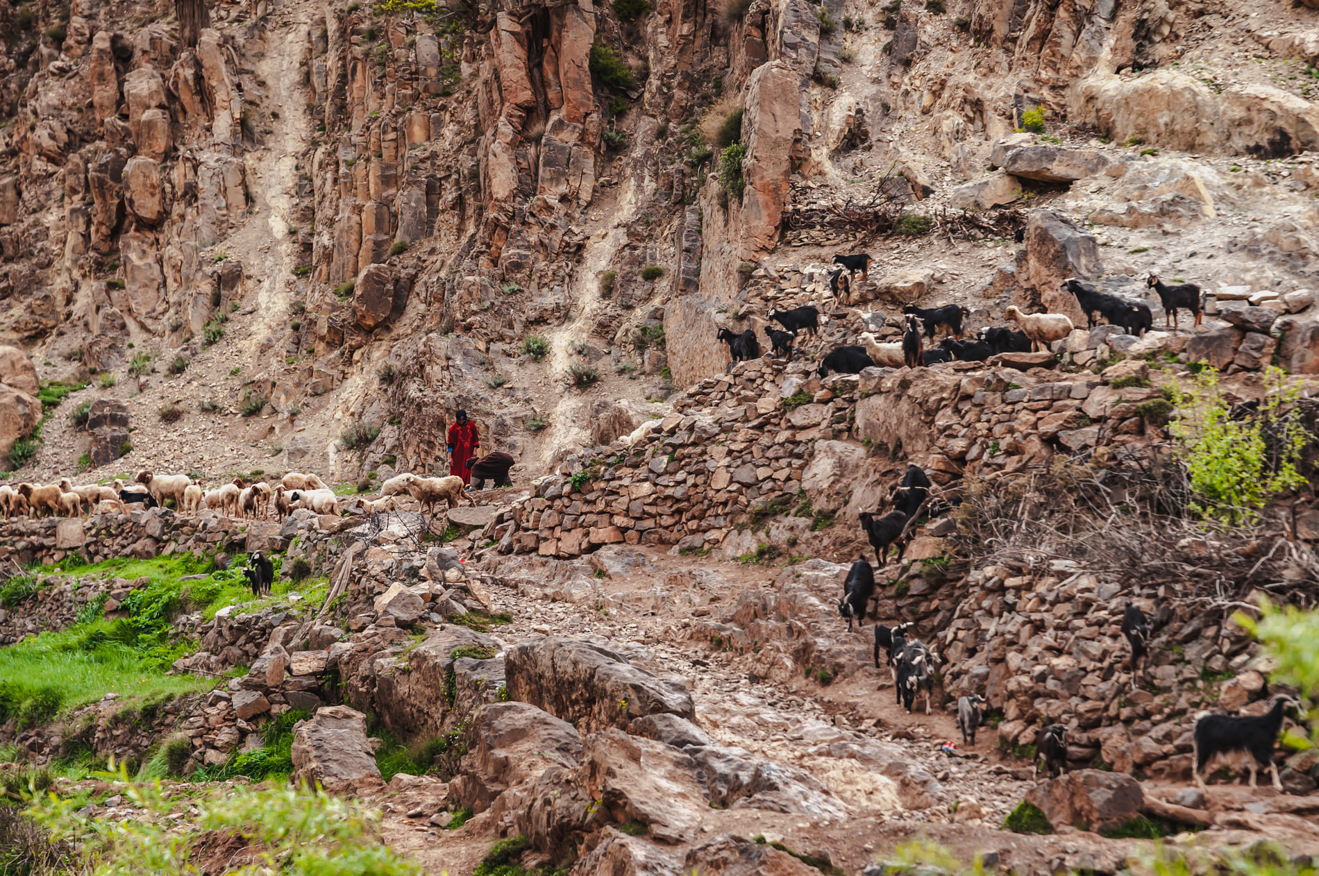 chevres-vallee-bouguemez-maroc
