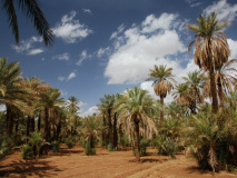 Palmeraie Maroc