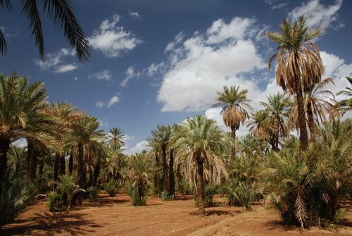 Palmeraie Maroc