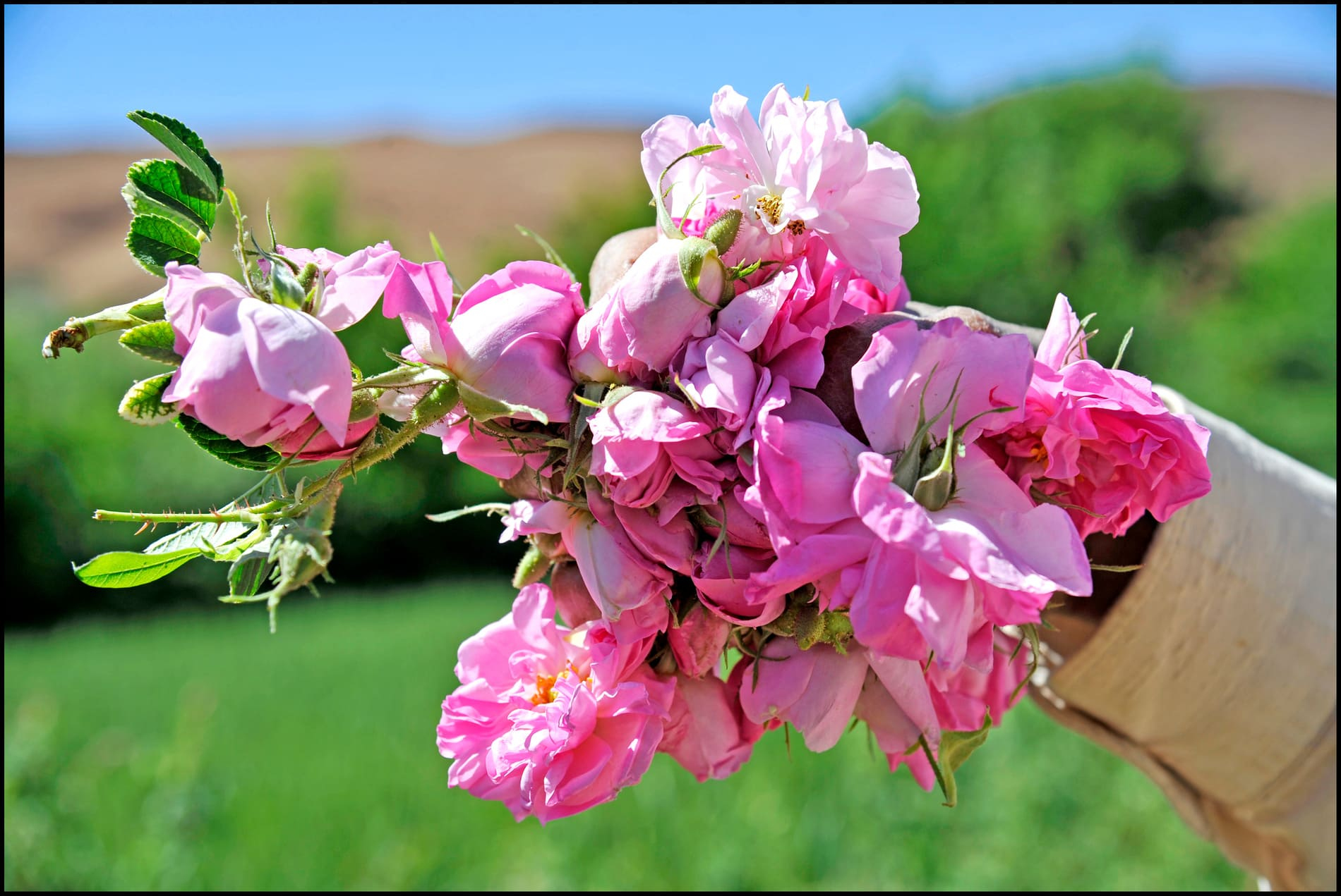 Roses-maroc