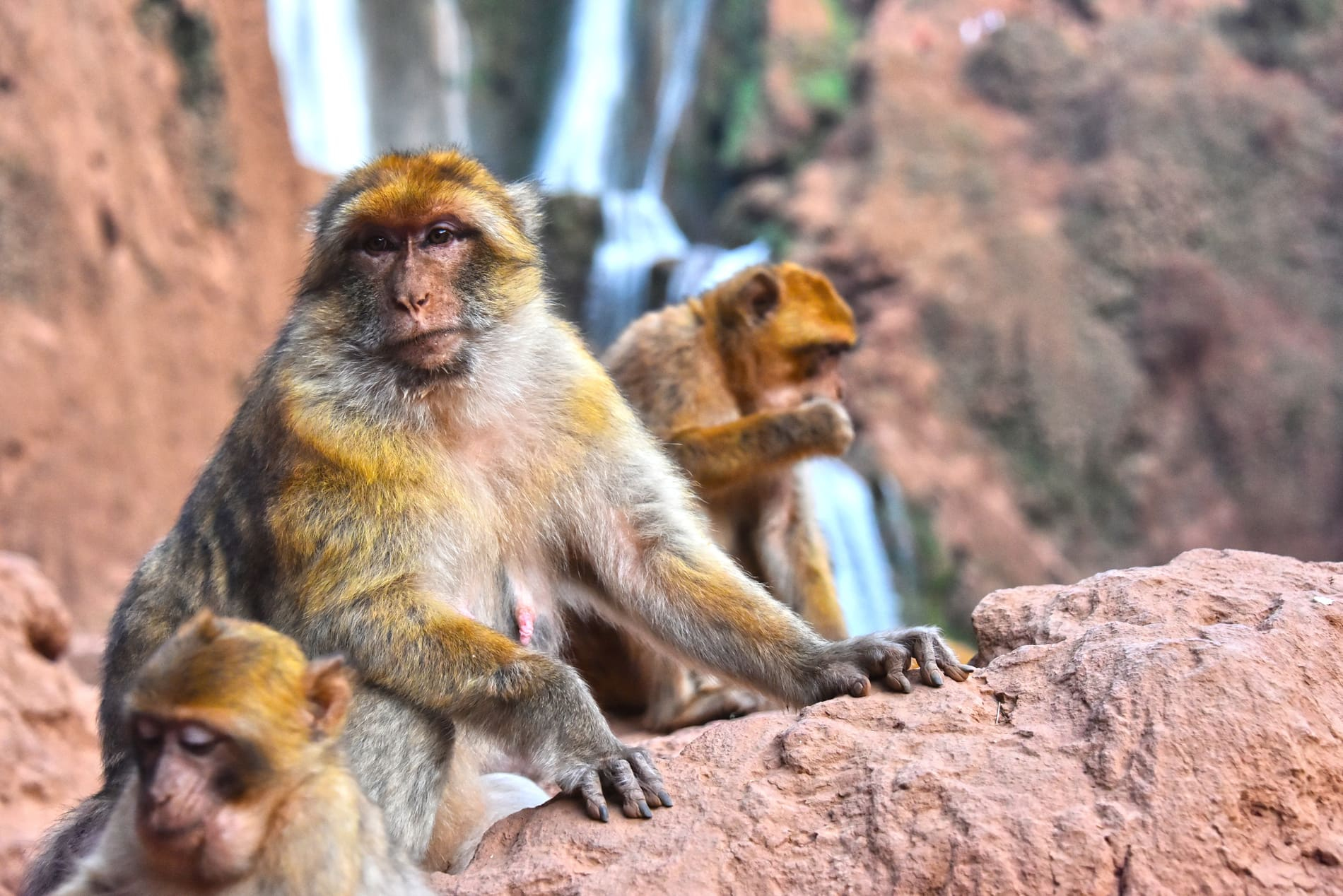 Singe de la Cascade d'Ouzoud
