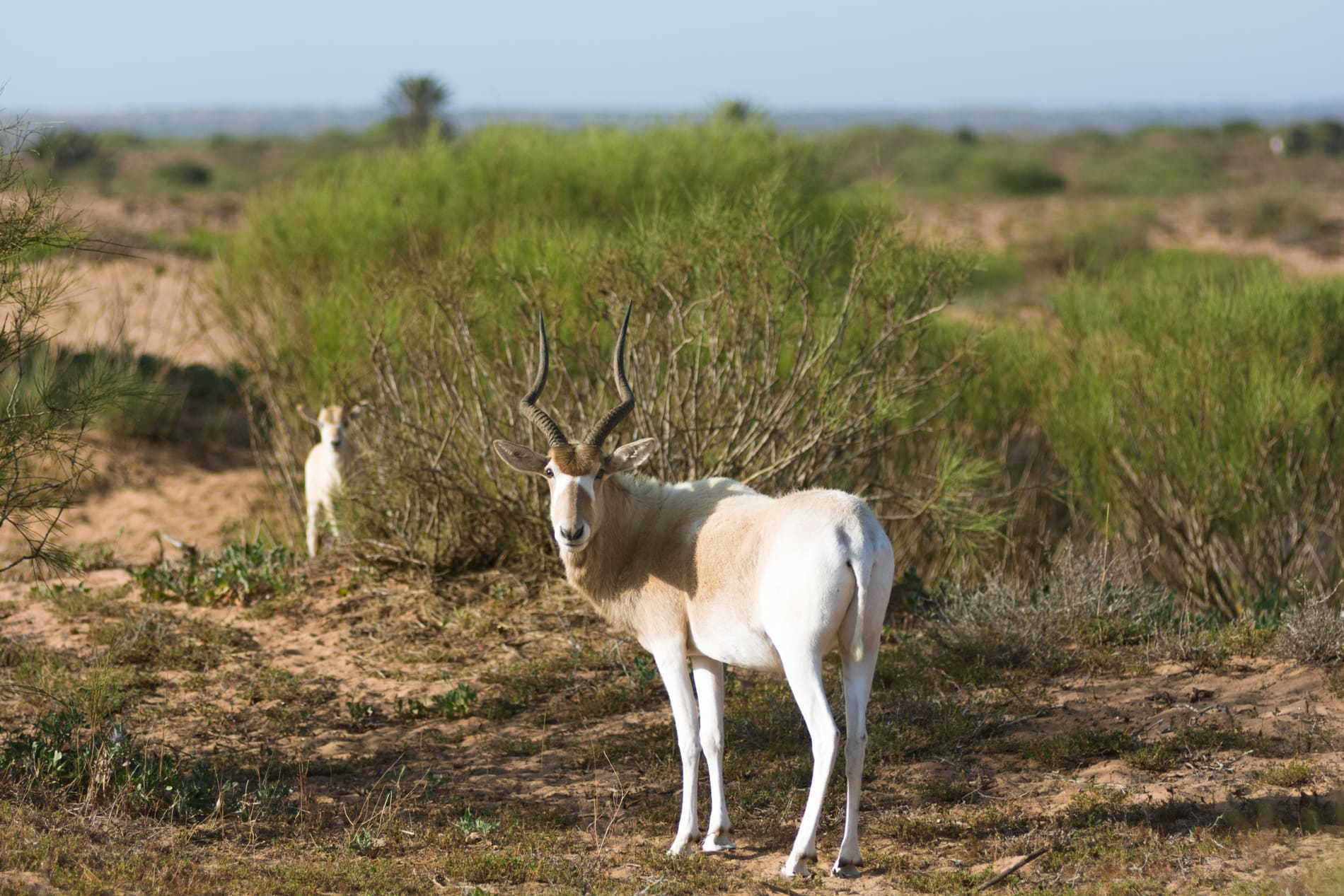 souss-massa-antilope