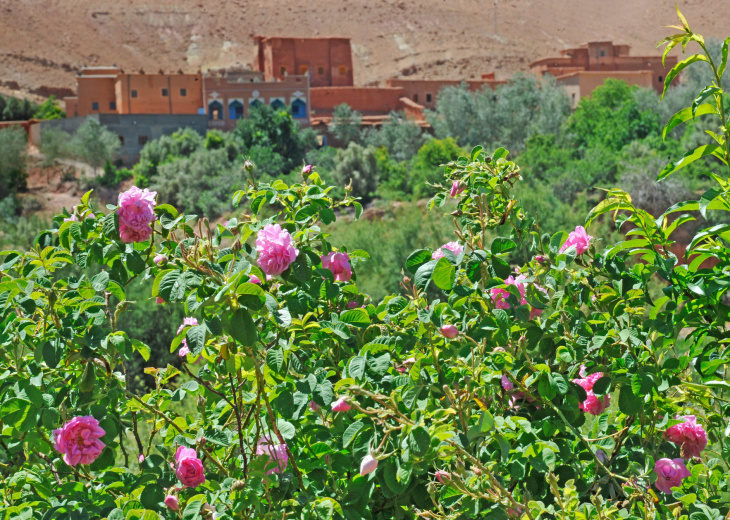 Valle des Roses