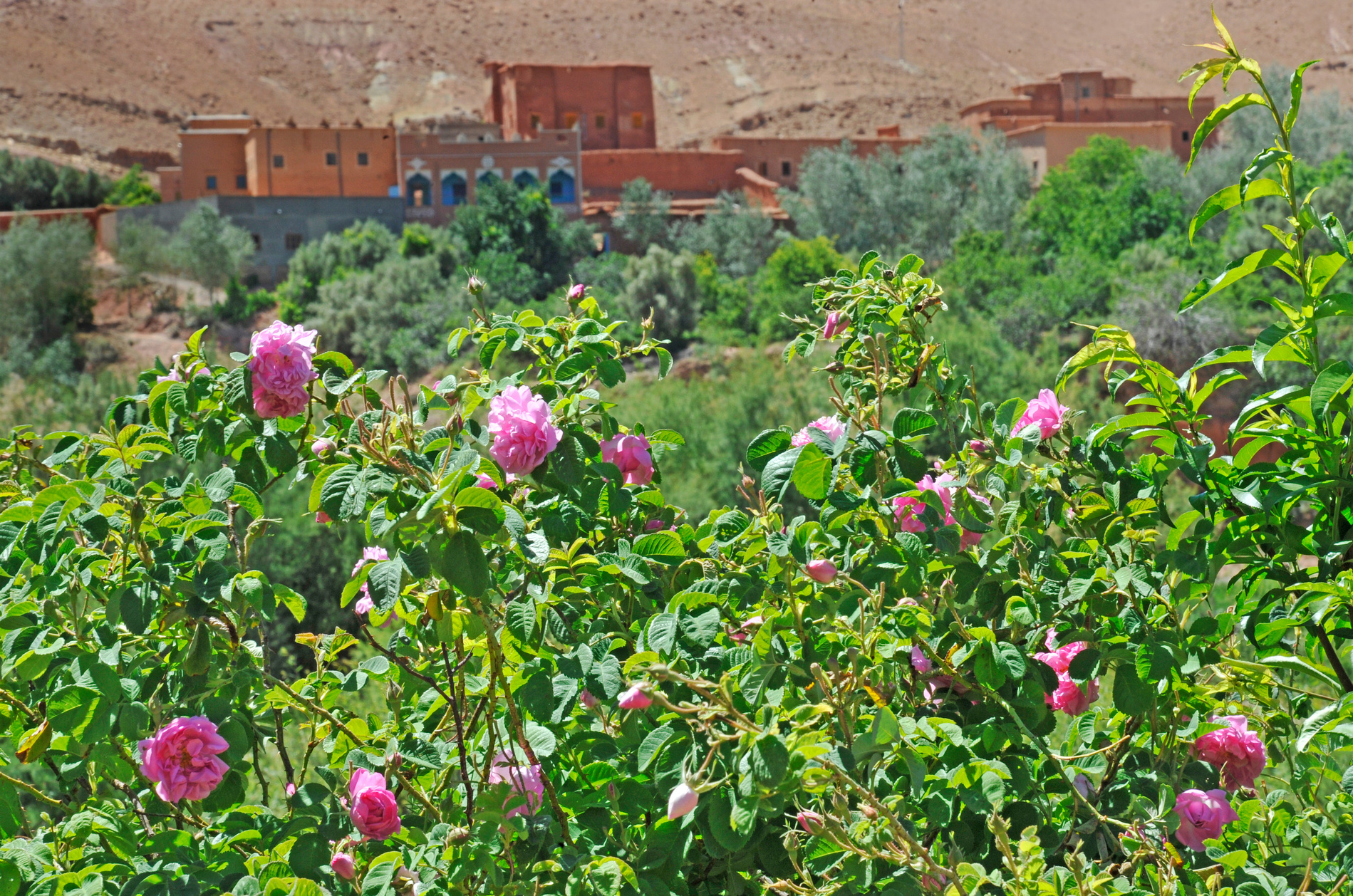 Valle des Roses