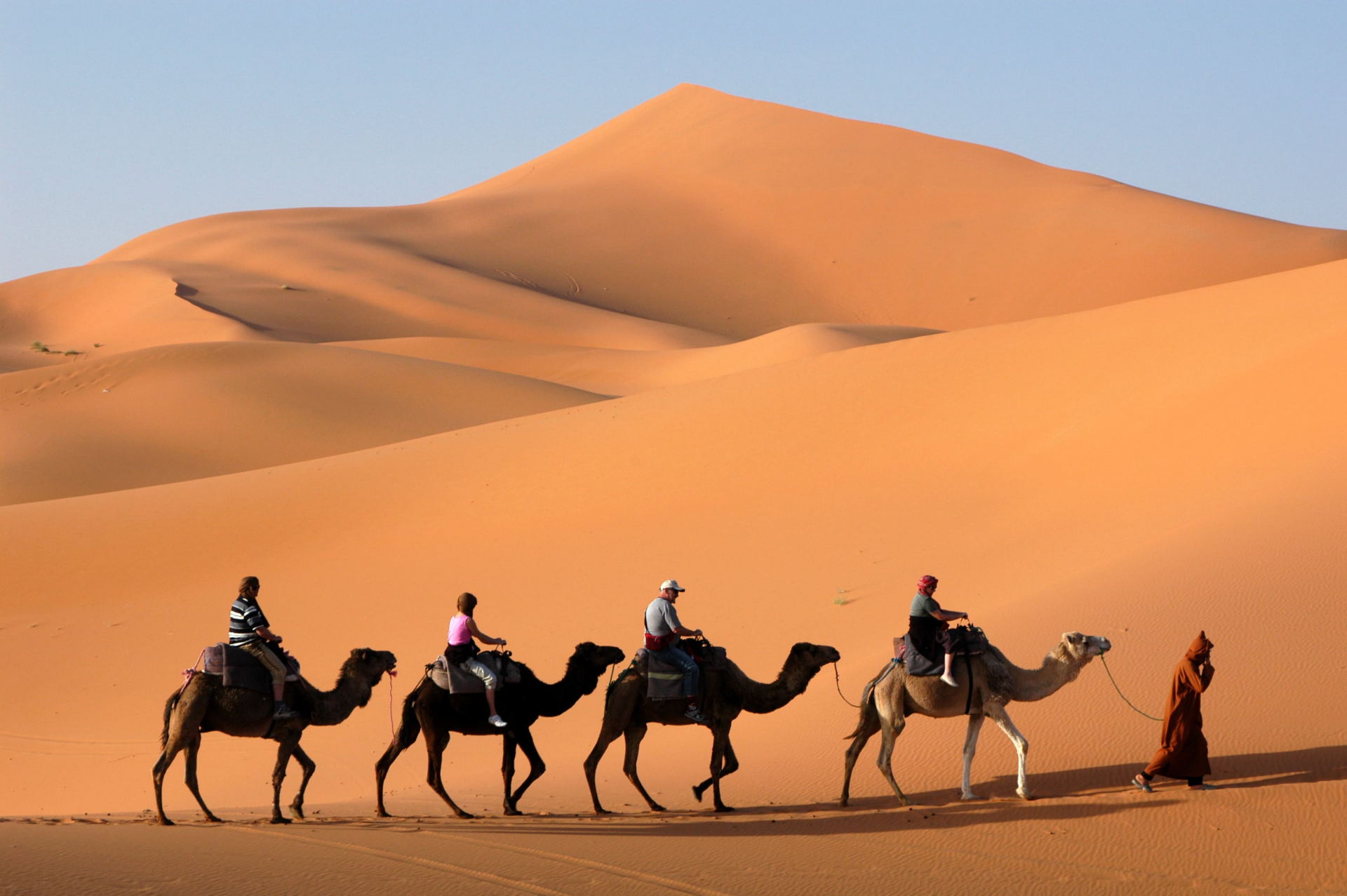 maroc-dos-de-chameau