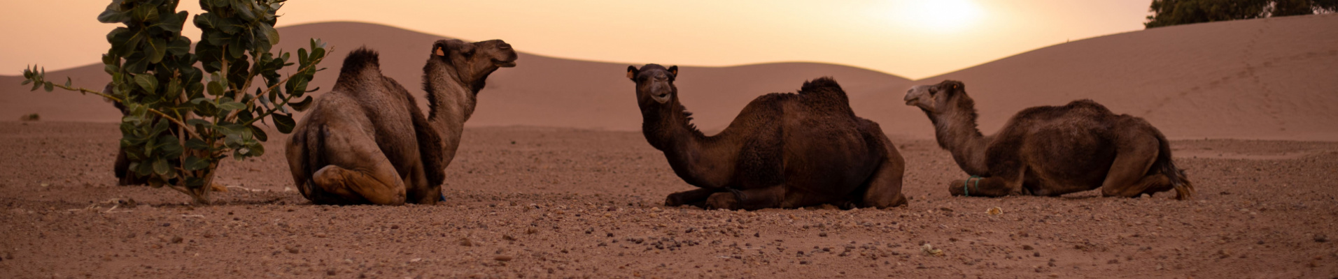 maroc-famille-article