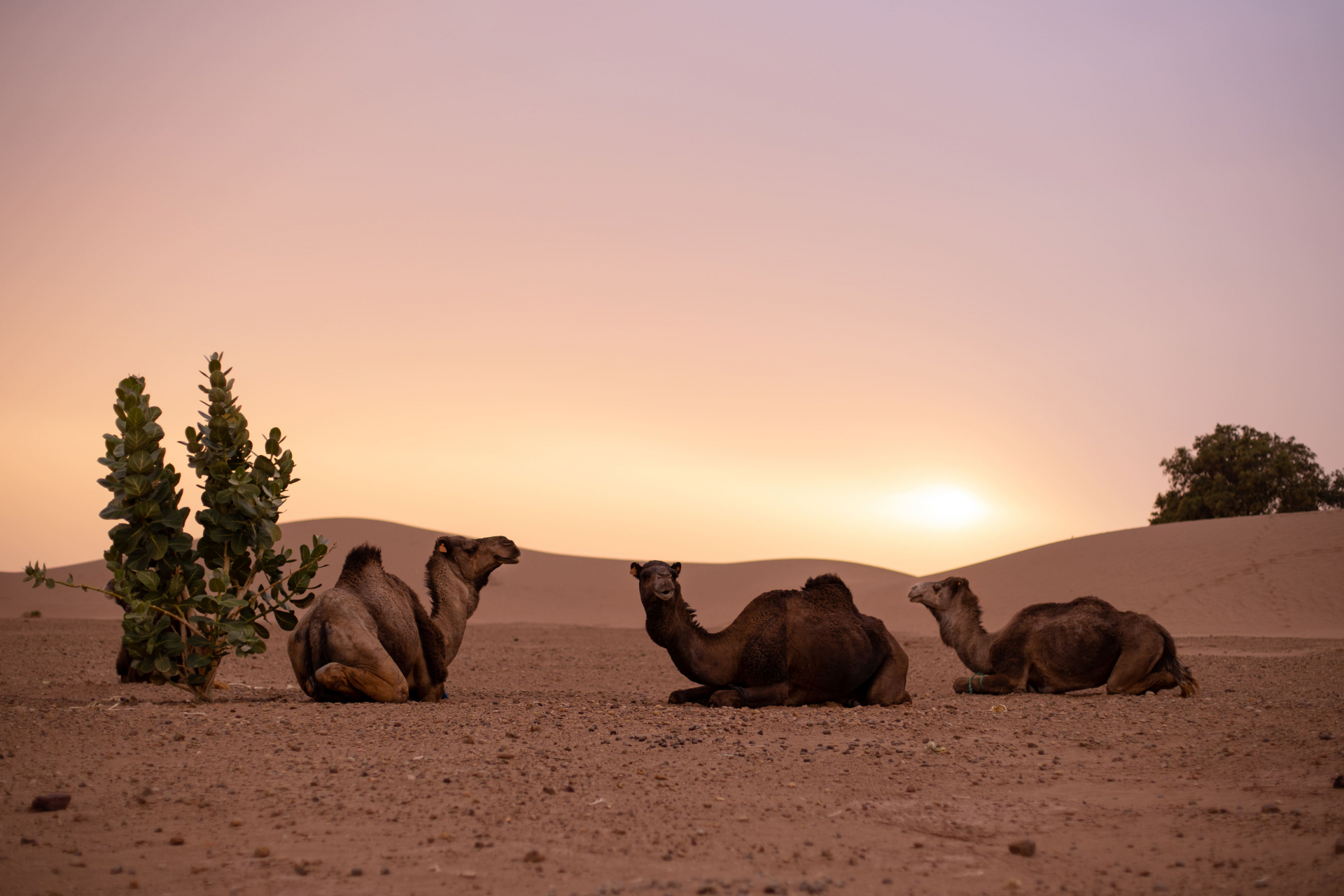 maroc-famille-article