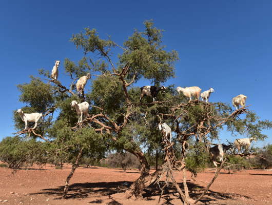assistance-voyage-maroc