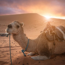 désert de Merzouga au Maroc