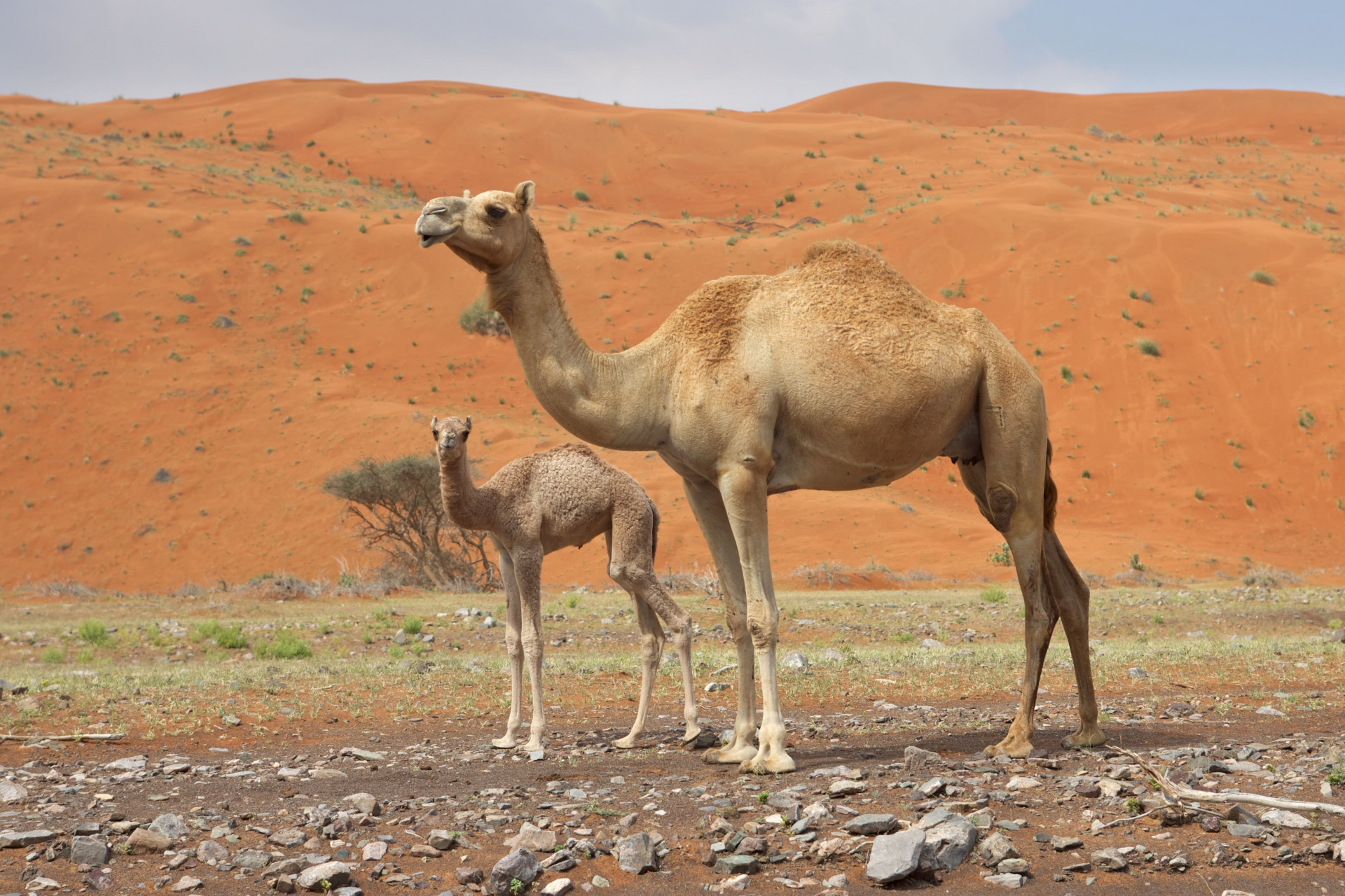 maroc-en-famille